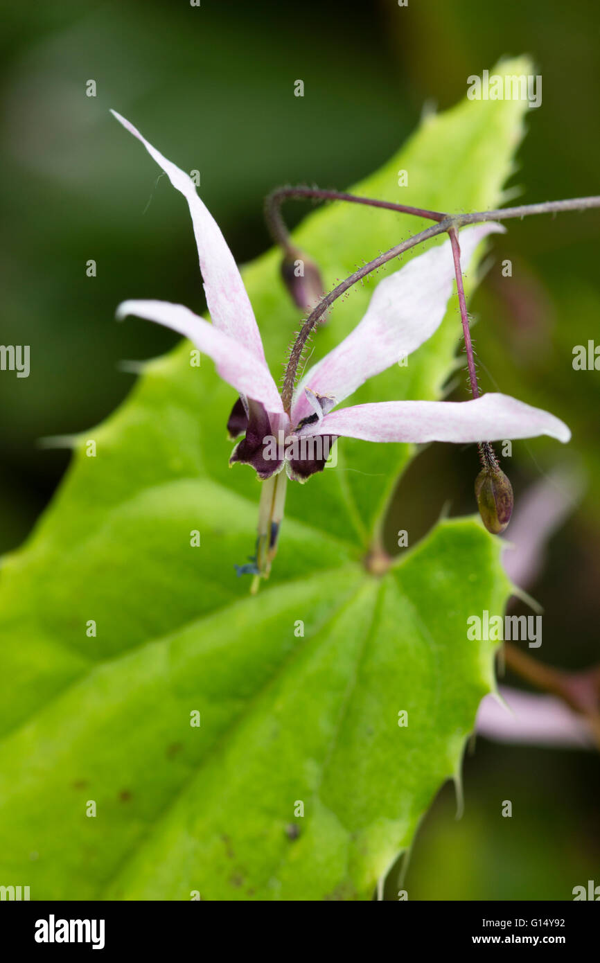Delicate hanging flowers of a pink sepalled form of Epimedium fargesii, a Chinese species Stock Photo
