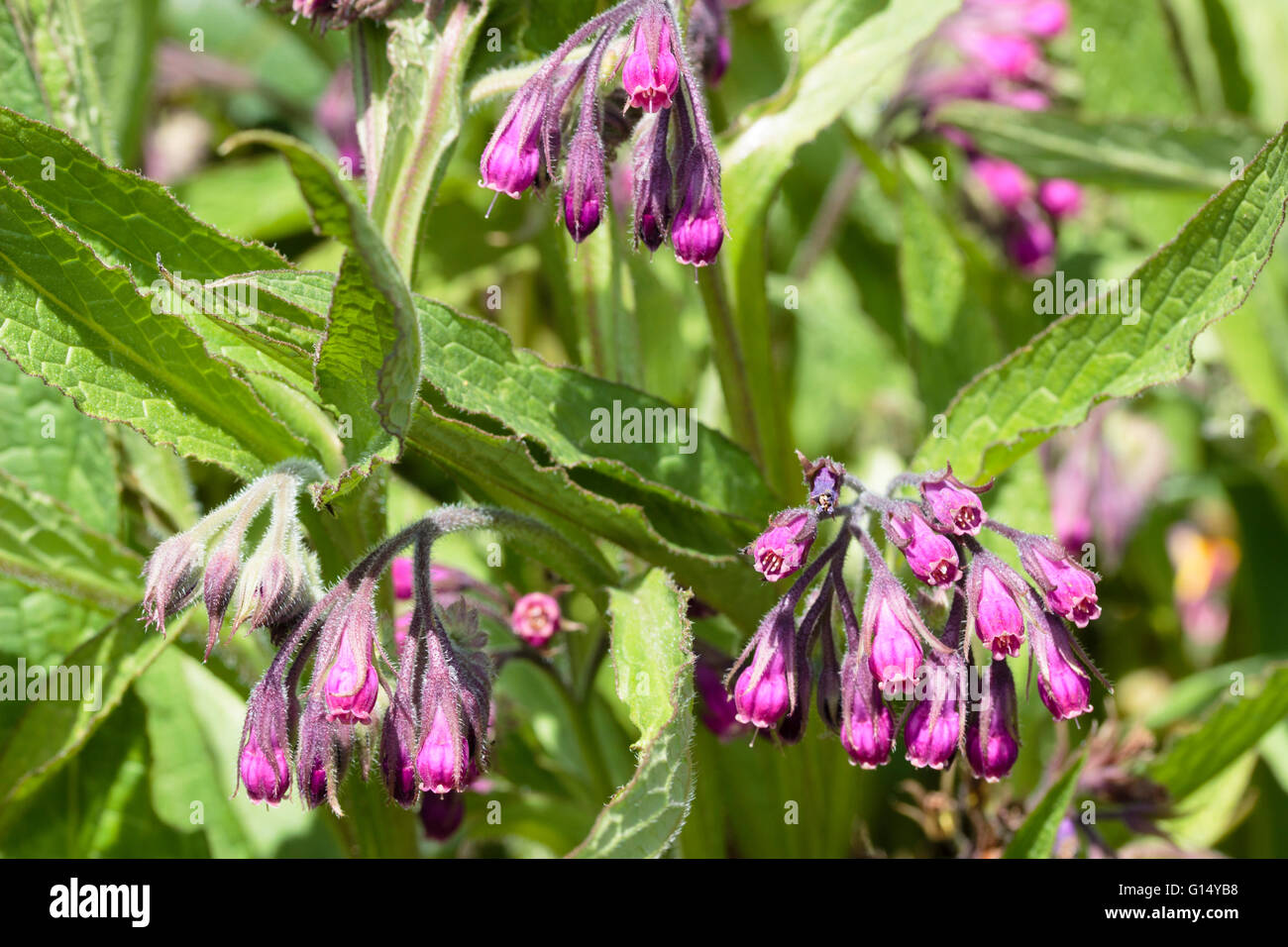 Spring flowers of the ground covering hardy perennial red comfrey, Symphytum 'Rubrum' Stock Photo