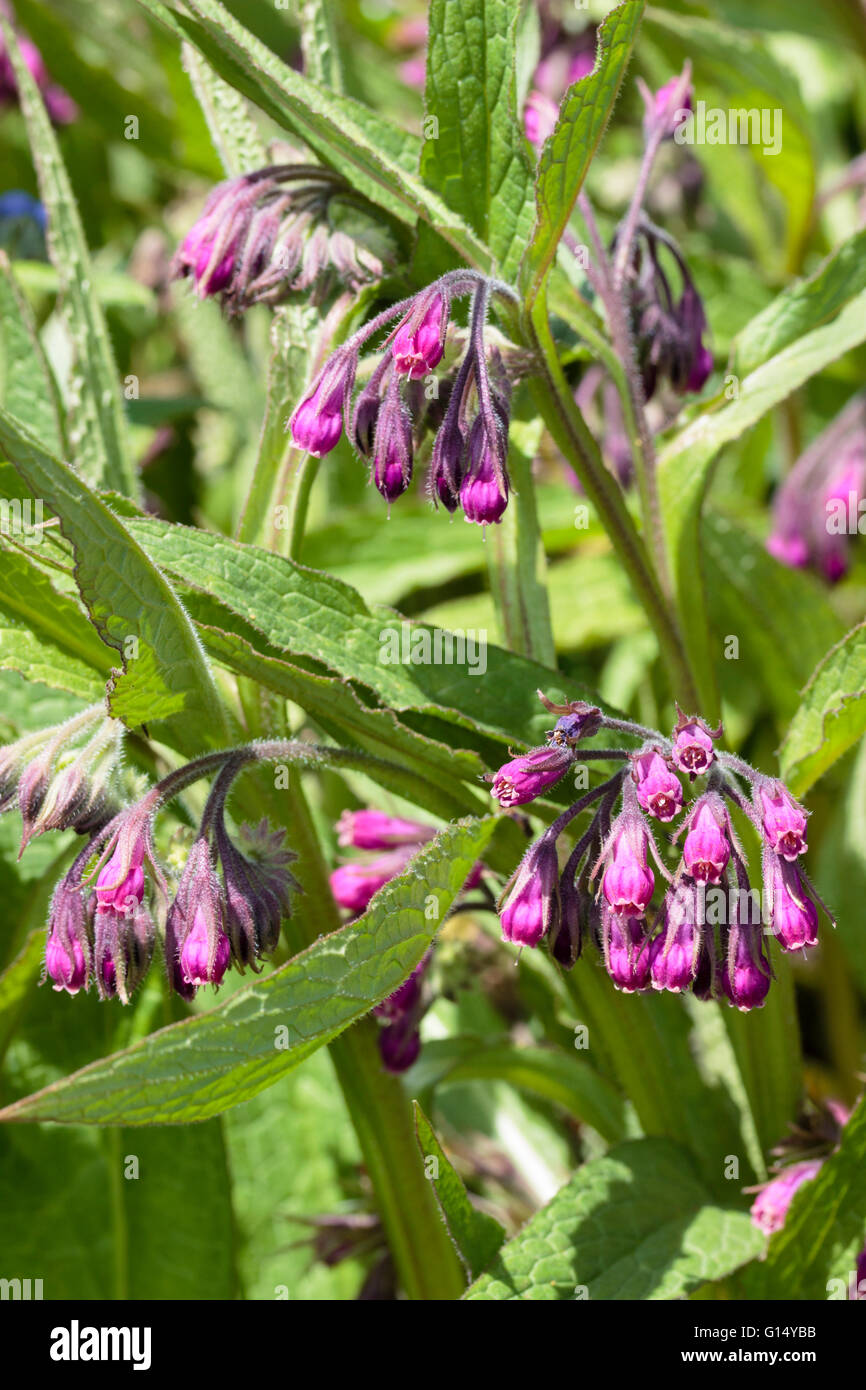 Spring flowers of the ground covering hardy perennial red comfrey, Symphytum 'Rubrum' Stock Photo