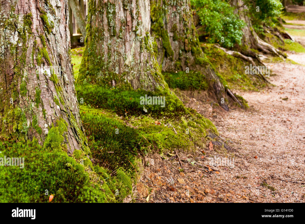 Huge bases of the cryptomeria trees Stock Photo