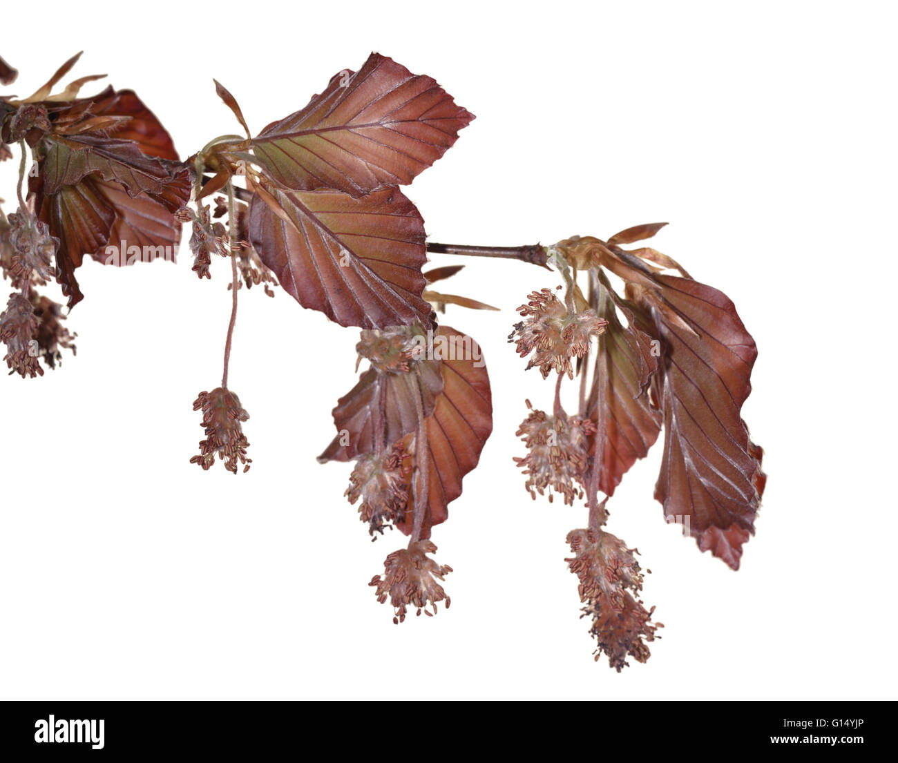 Copper Beech - Fagus sylvatica'Atropunicea' (Purpurea) Stock Photo