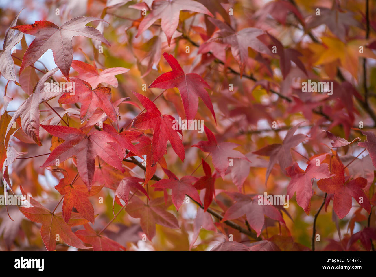 Autumn leaves different shades hi-res stock photography and images - Alamy