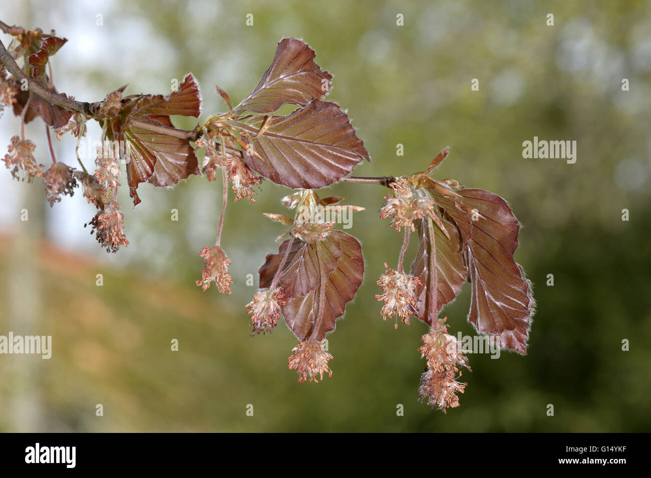 Copper Beech - Fagus sylvatica'Atropunicea' (Purpurea) Stock Photo
