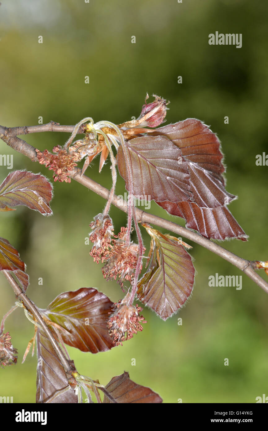 Copper Beech - Fagus sylvatica 'Atropunicea' (Purpurea) Stock Photo