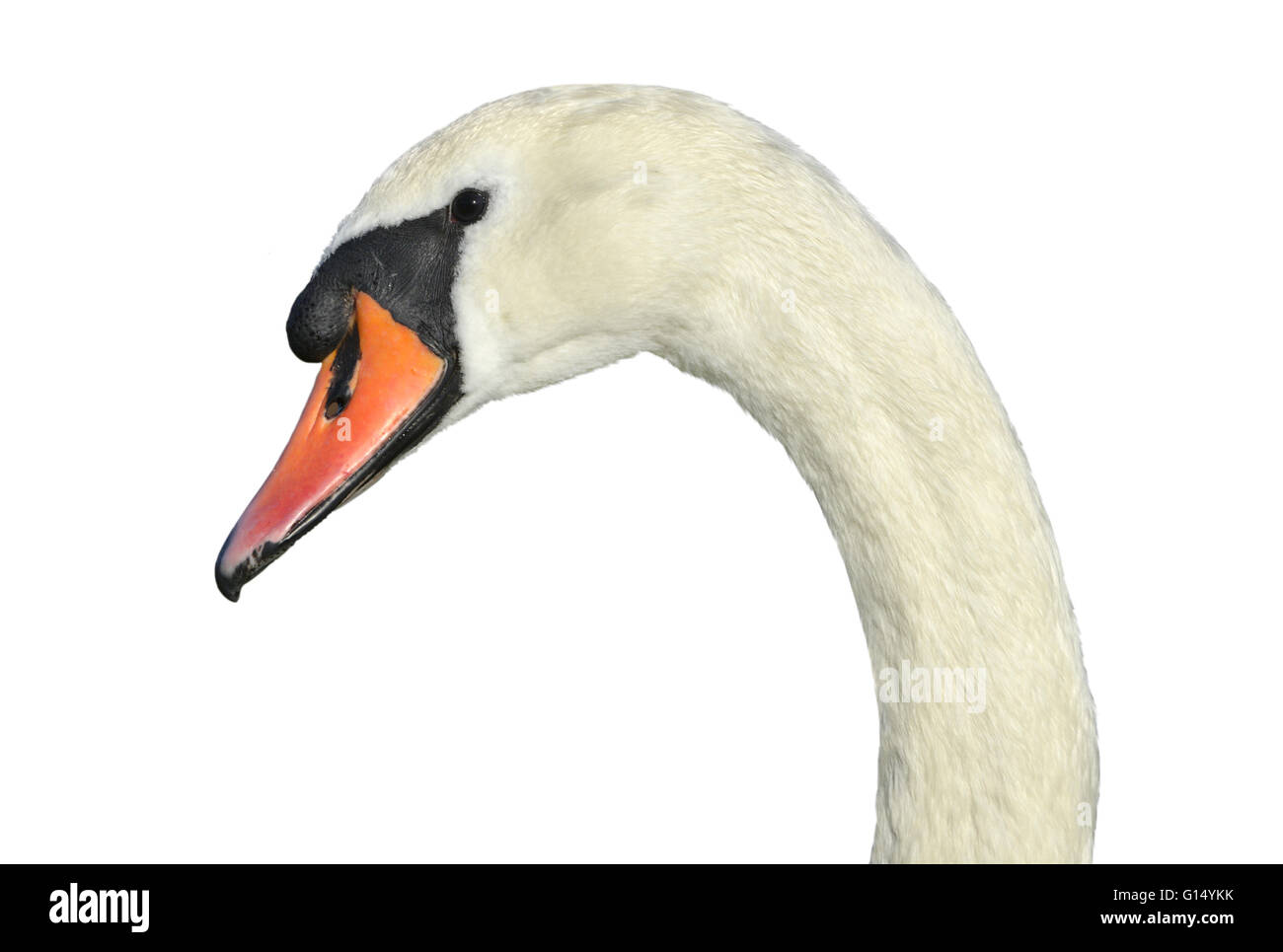 Mute Swan - Cygnus olor. Stock Photo