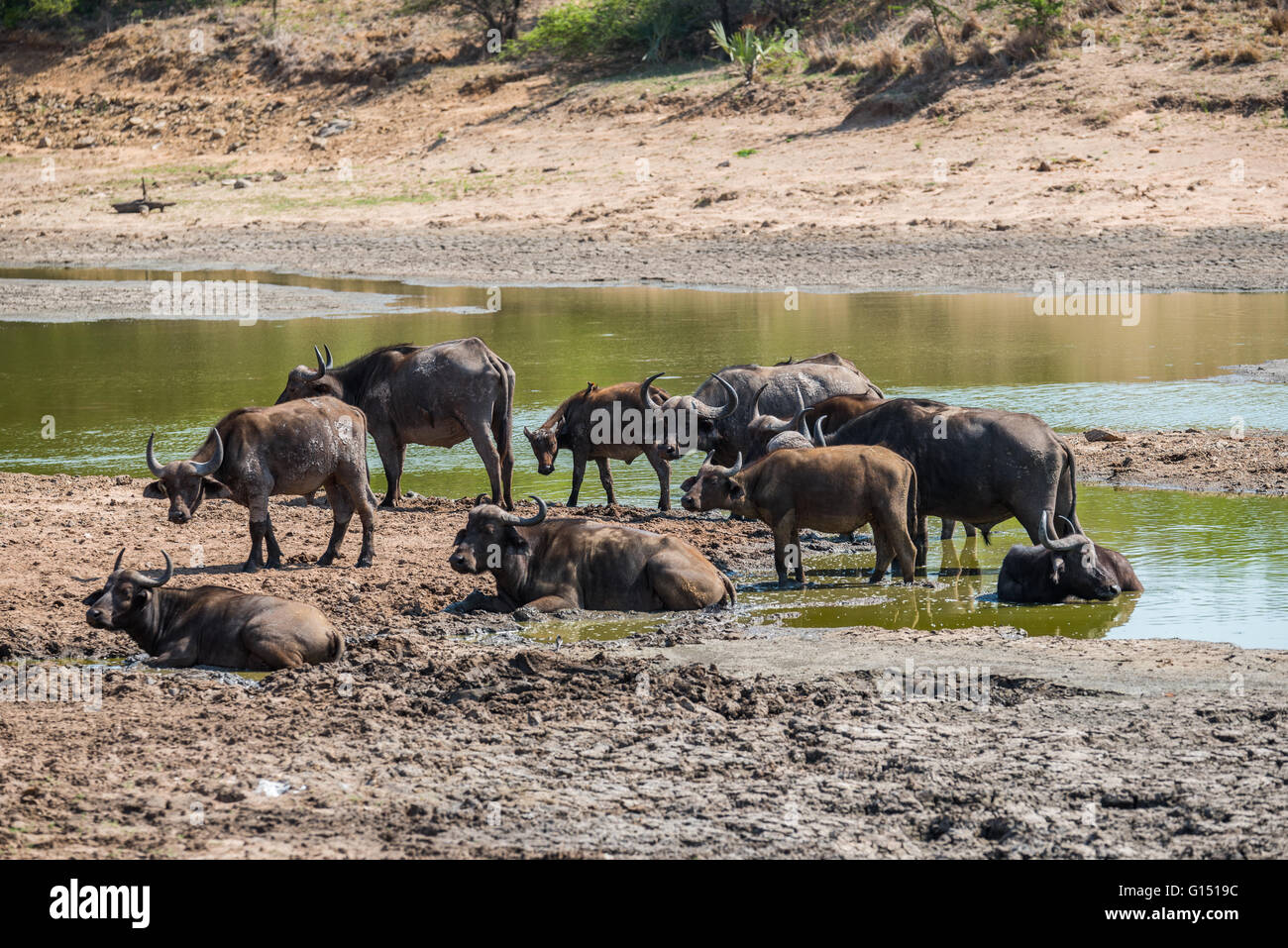 Small herd of buffalo in shallow muddy water with the dam busy drying up due to the drought Stock Photo