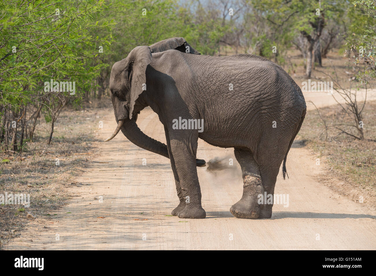 An elephant blowing sand onto a snare wound on one of his legs Stock Photo