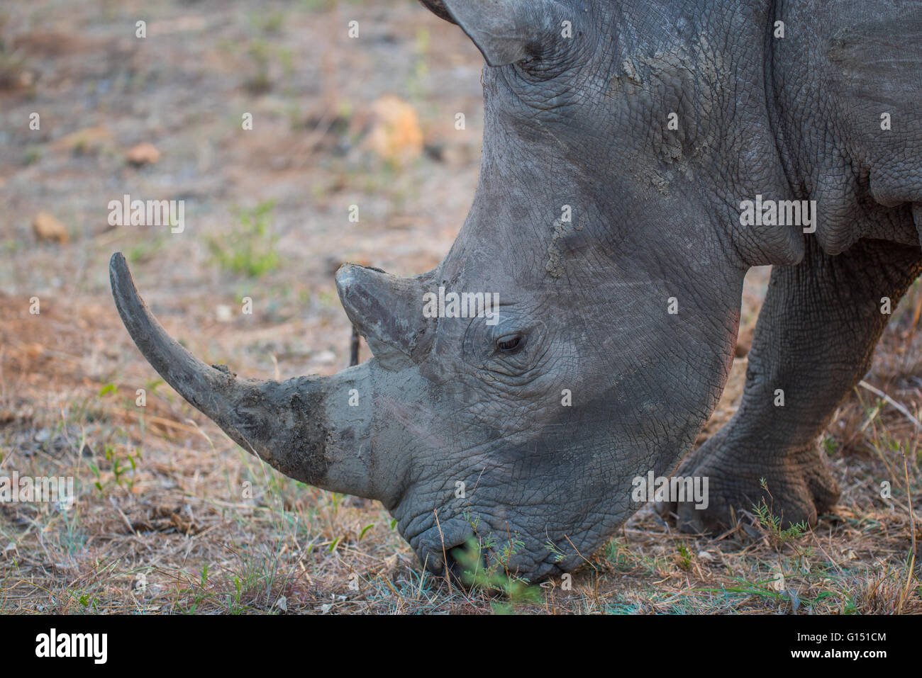 A white rhino grazing on short grass in the Kruger National Park Stock Photo
