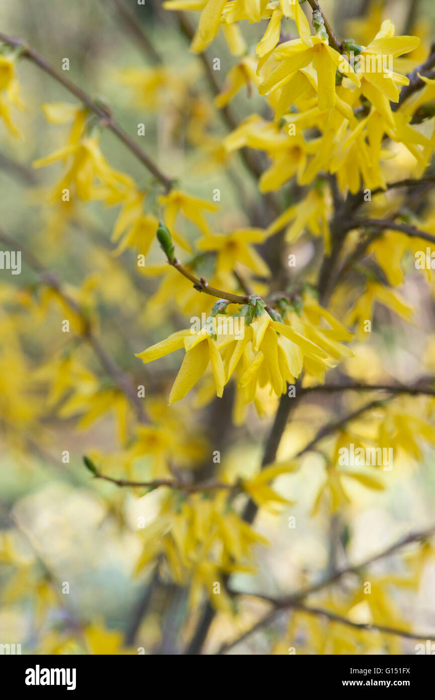 Forsythia ovata flowering in springtime. UK Stock Photo