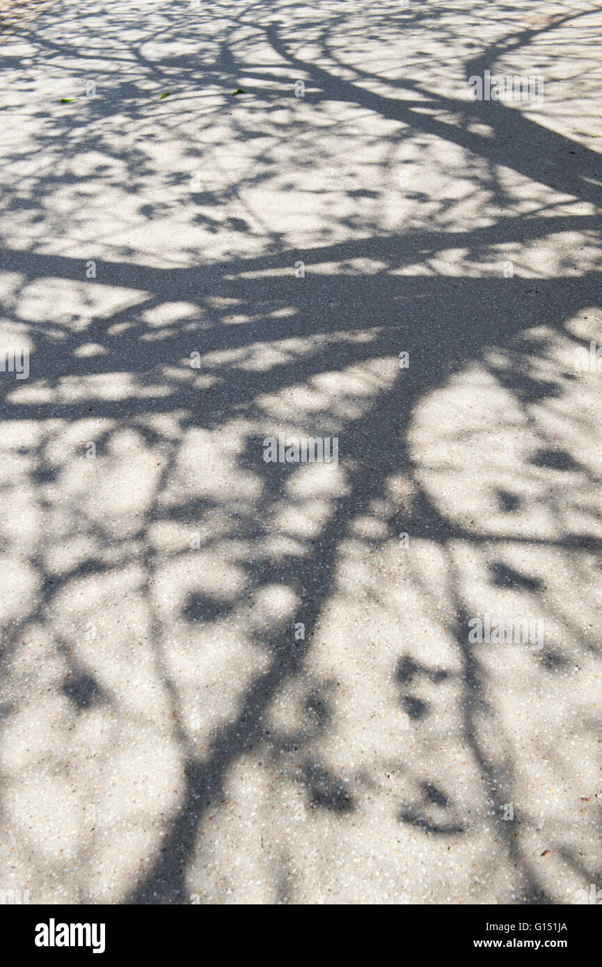 Tree shadow with blossom on a garden pathway Stock Photo