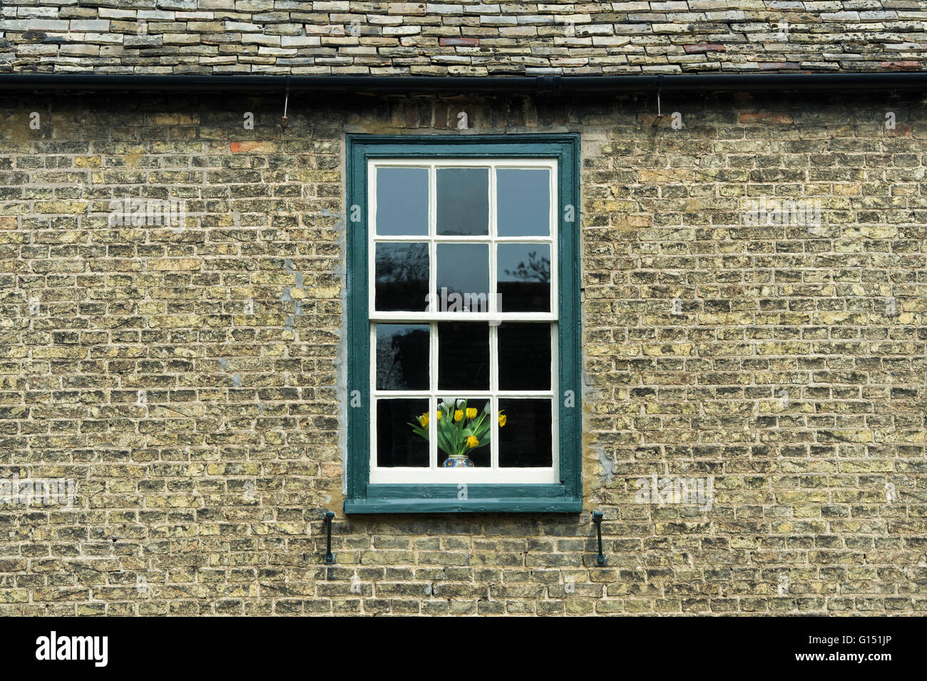 Yellow flowers in a vase in a sash window. Ely, Cambridgeshire, England Stock Photo