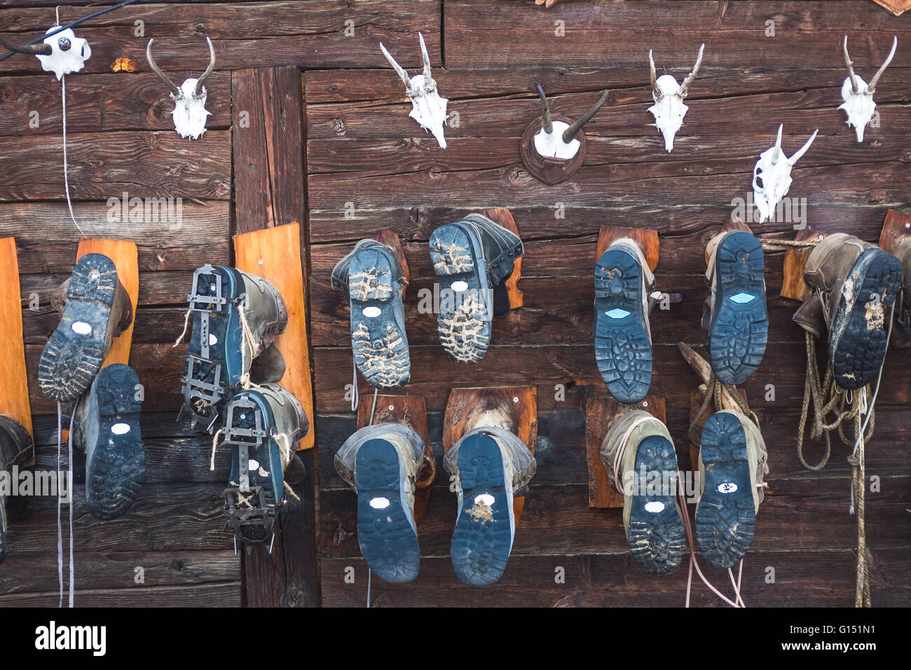 Used hiking shoes and deer skulls on display on a wall of alpine hut Galtalm, Stubai valley, Schlick 2000, Tirol, Austria Stock Photo