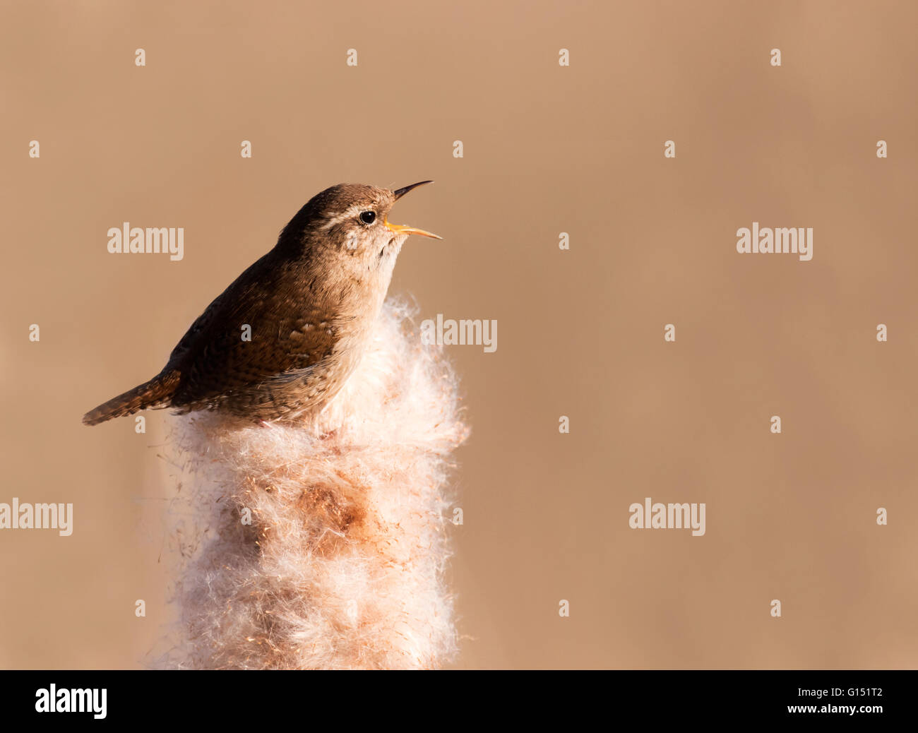 Wren (Troglodytes troglodytes) singing and displaying in early morning spring sunshine on top of Bulrush seed head Stock Photo