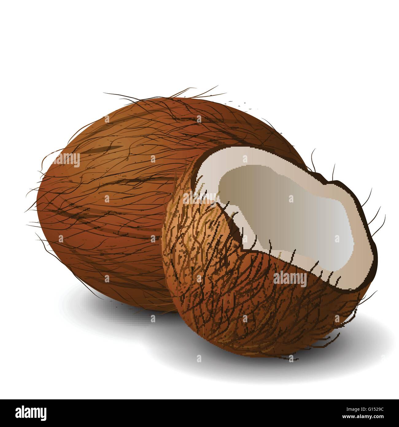 Coconut tropical nut fruit Stock Vector Image & Art Alamy