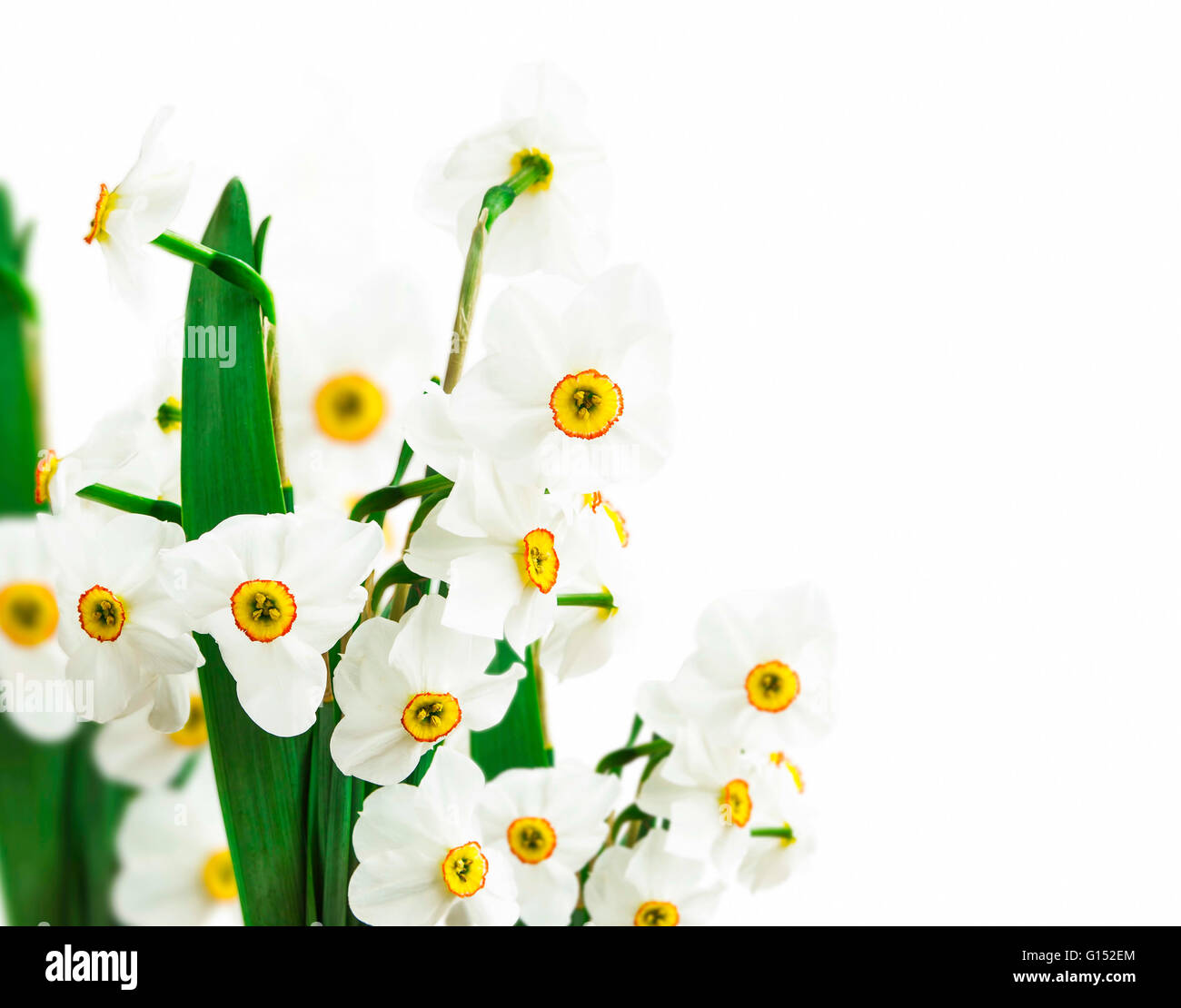 White daffodils flowers isolated on white Stock Photo