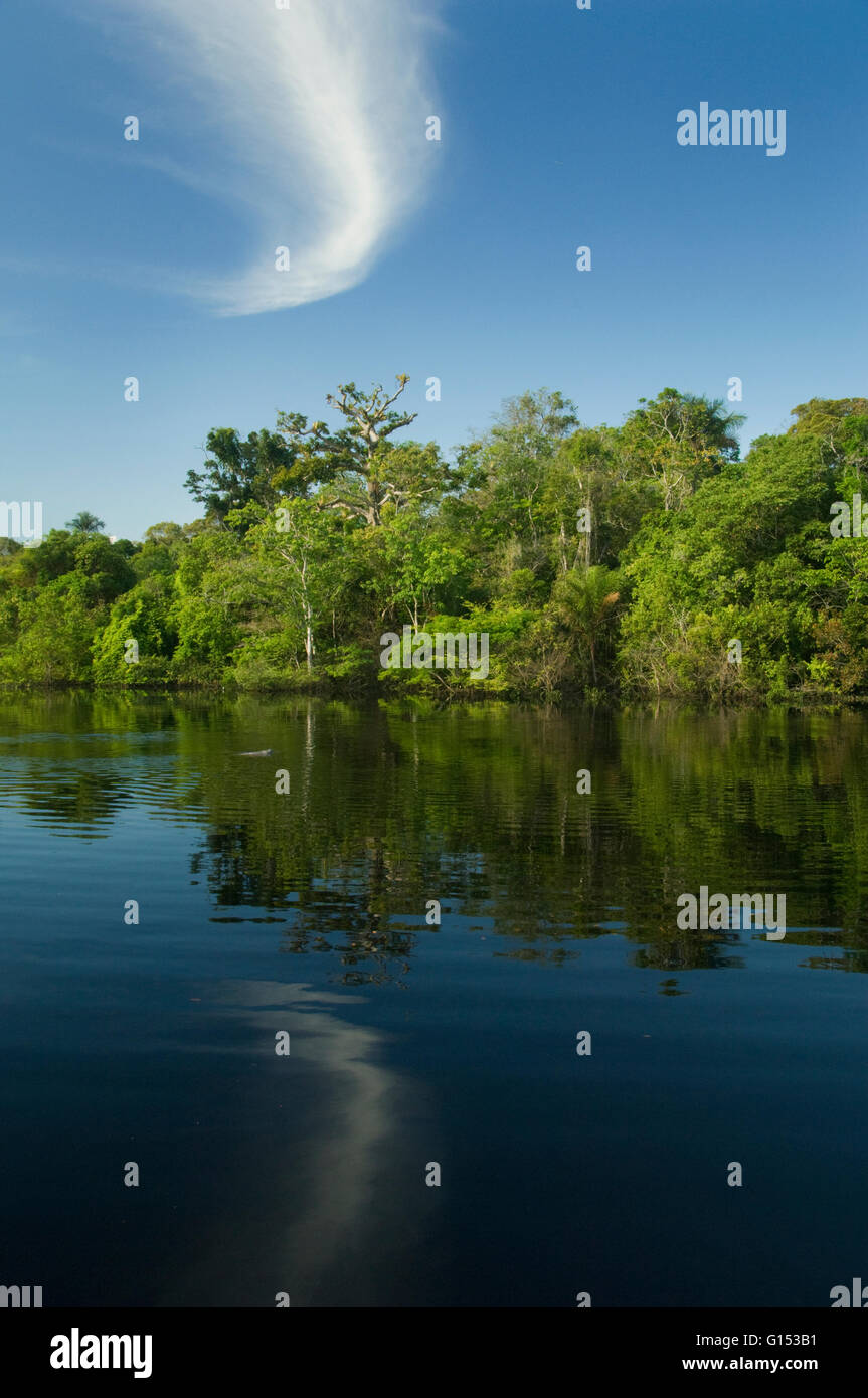 Amazonia Forest Stock Photos & Amazonia Forest Stock Images Alamy