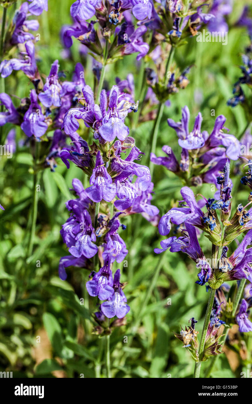 Salvia lavandulifolia Stock Photo