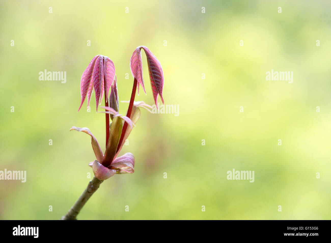 Aesculus Parviflora. Dwarf buckeye tree leaves in spring. UK Stock Photo