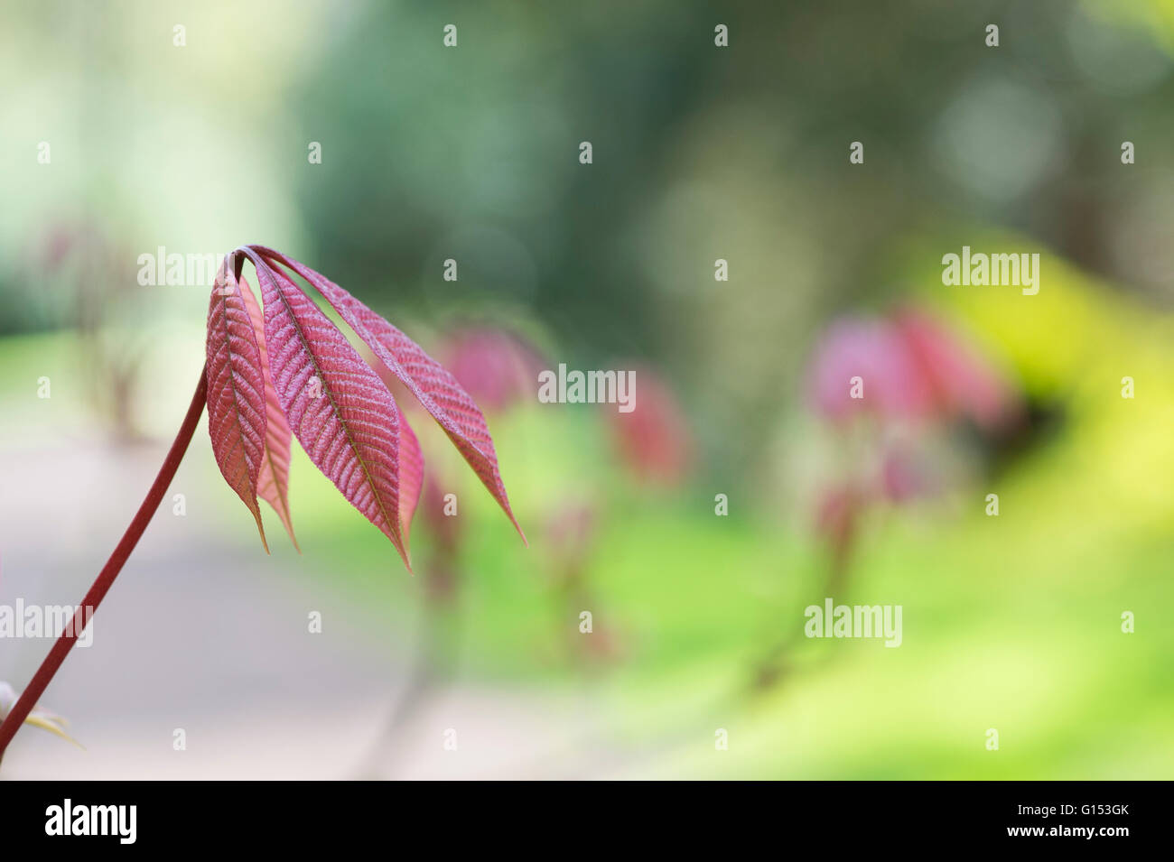 Aesculus Parviflora. Dwarf buckeye tree leaves in spring. UK Stock Photo