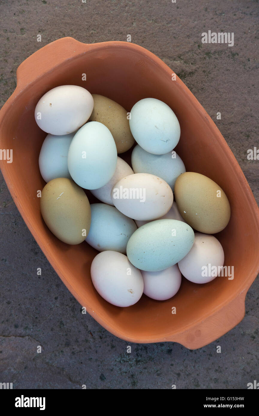Freshly laid chicken eggs hires stock photography and images Alamy