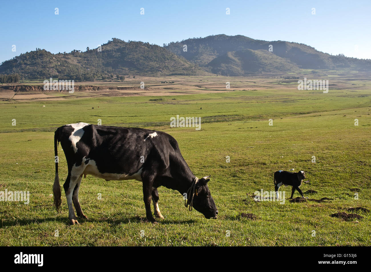 Ethiopia farming hires stock photography and images Alamy