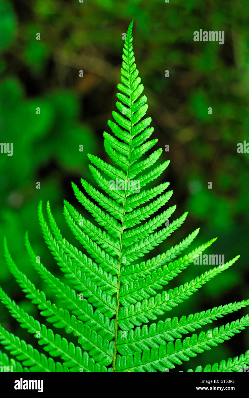 FERN LEAF Stock Photo