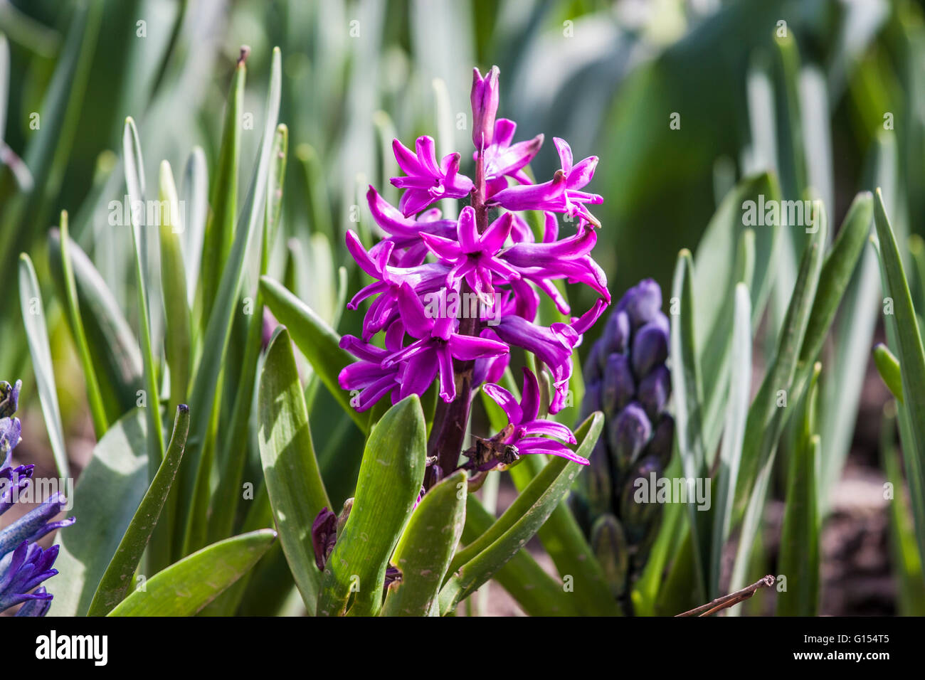 Asparagaceae, Hyacinthus Orientalis. Purple Hyacinth close up. Stock Photo