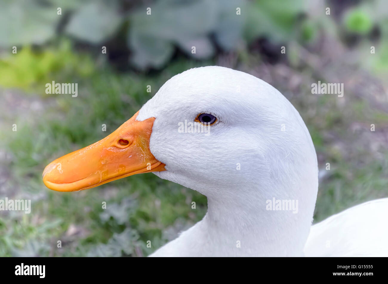 soft duck