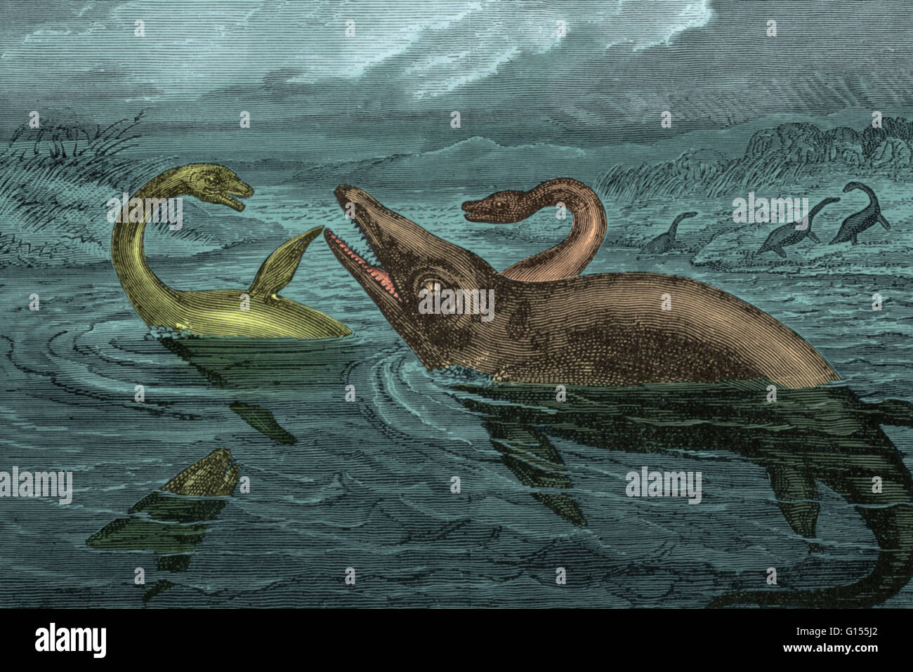 Illustration of a swimming dinosaurs Stock Photo Alamy
