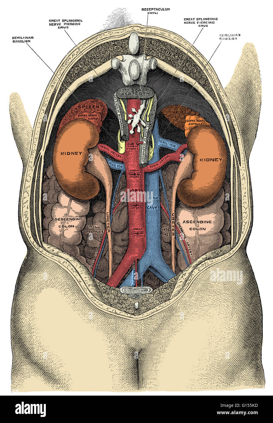 Human viscera and large vessels of the abdomen. This illustration features labeled anatomy. Stock Photo