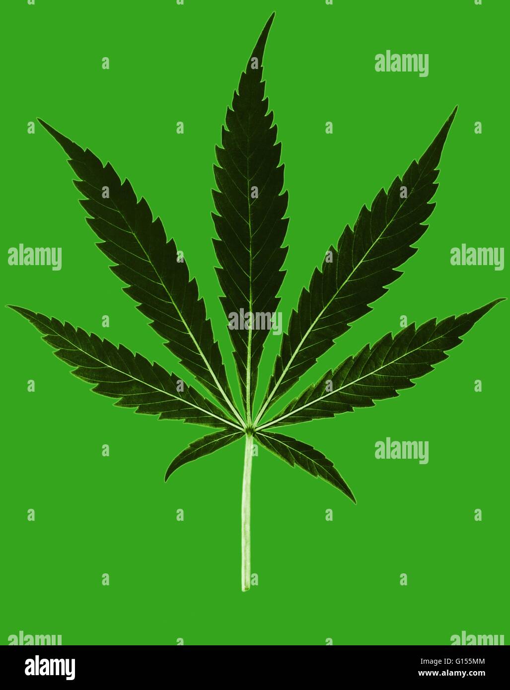 Recreational weed legal hi-res stock photography and images - Page 6 - Alamy