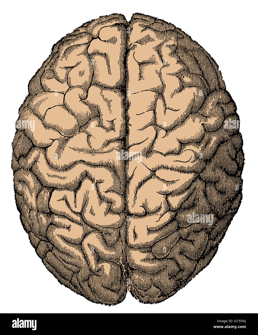 Color enhanced illustration of the brain viewed from the top. Stock Photo