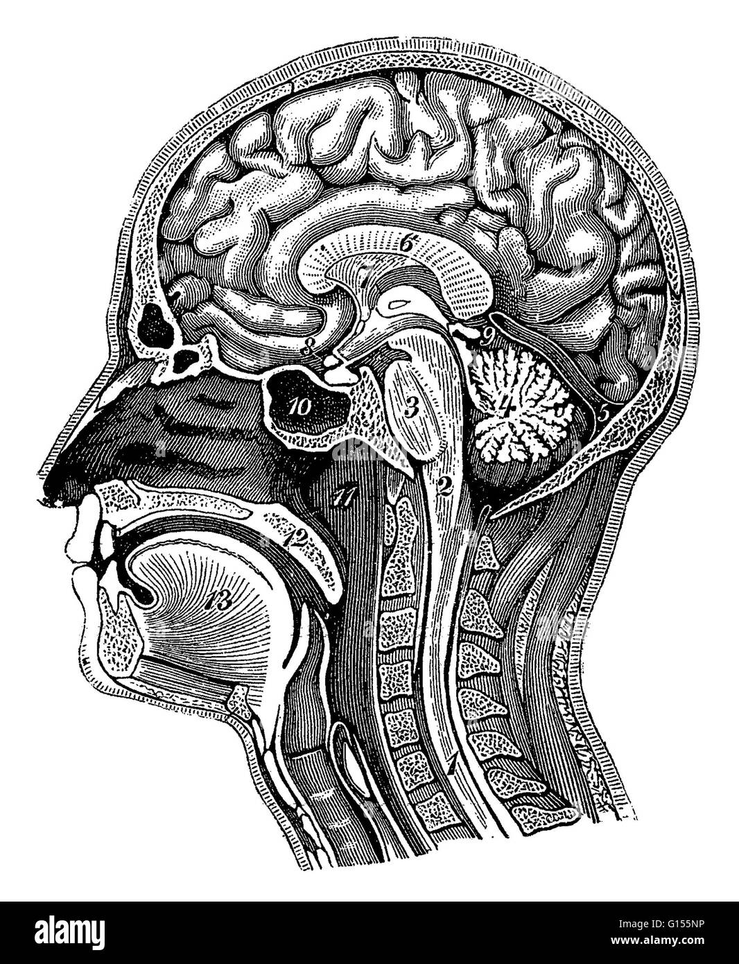 Illustration of a cross-section of the head showing the brain showing the spinal cord, medulla oblongata, pons, cerebellum, transverse fissure, corpus callosum, septum pellucidum, optic chiasm, pineal gland, sphenoid sinus, nasopharynx, soft palate and to Stock Photo