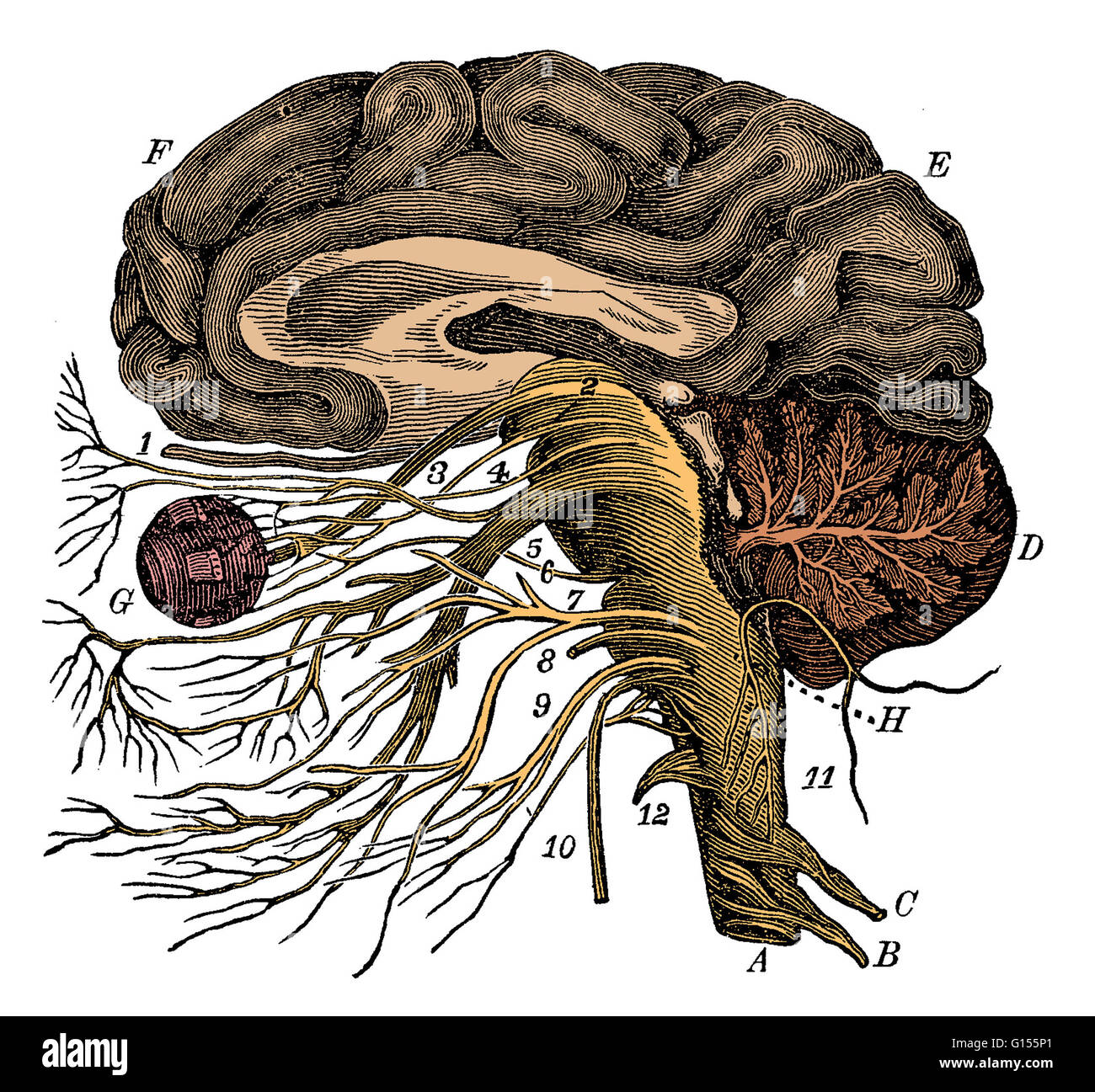 Color enhanced illustration of the brain, showing the origin of the twelve pairs of cranial nerves: olfactory, optic, oculomotor, trochlear, trigeminal, abducens, facial, vestibulocochlear, glossopharyngeal, vagus, accessory, and hypoglossal. Stock Photo