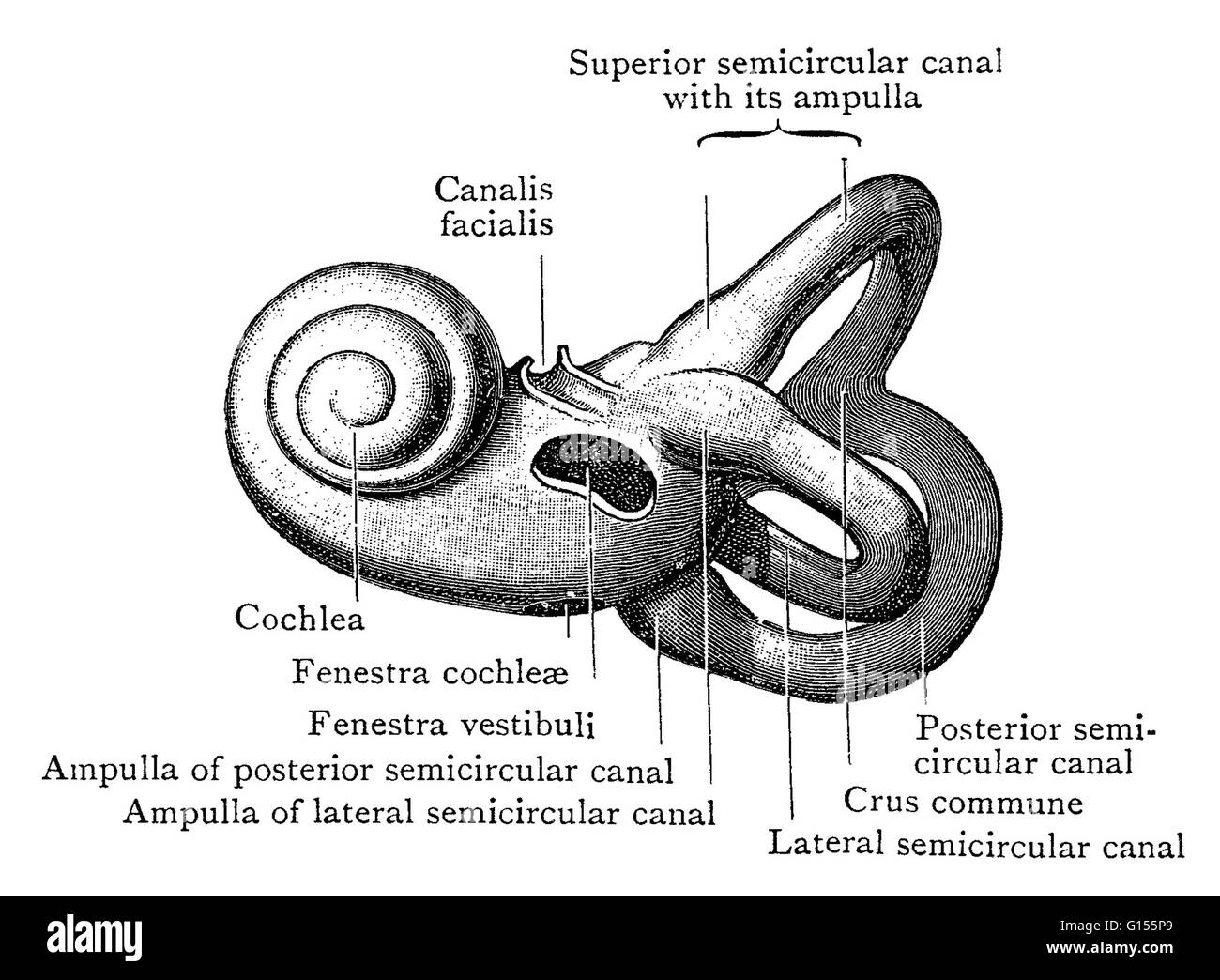 Illustration of the left bony labyrinth of the inner ear from the lateral side. The bony labyrinth or osseous labyrinth is comprised of the vestibule, the three semicircular canals and the cochlea. The membranous labyrinth is contained within it. Stock Photo