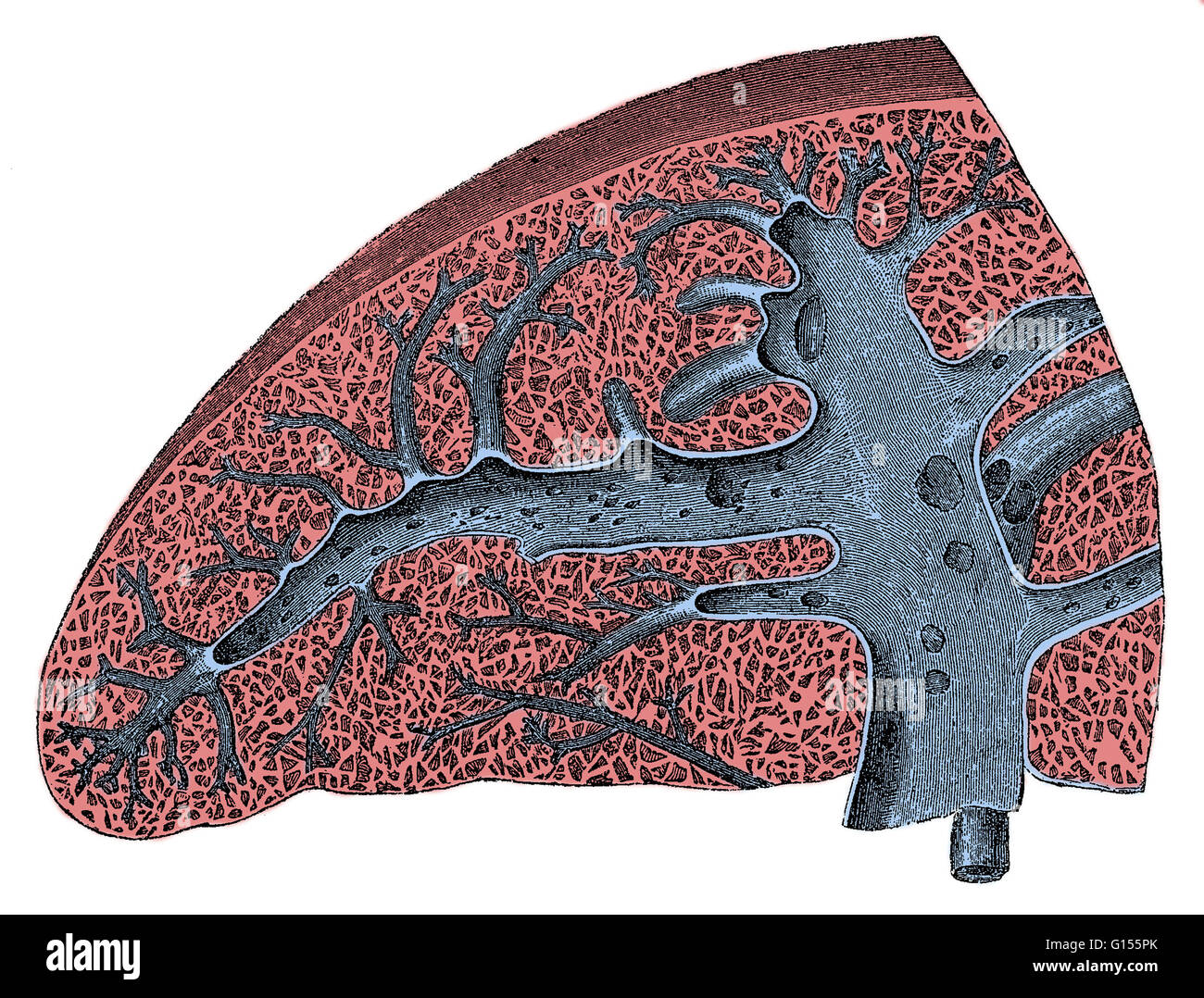 Transverse section of the spleen showing the trabecular tissue, the