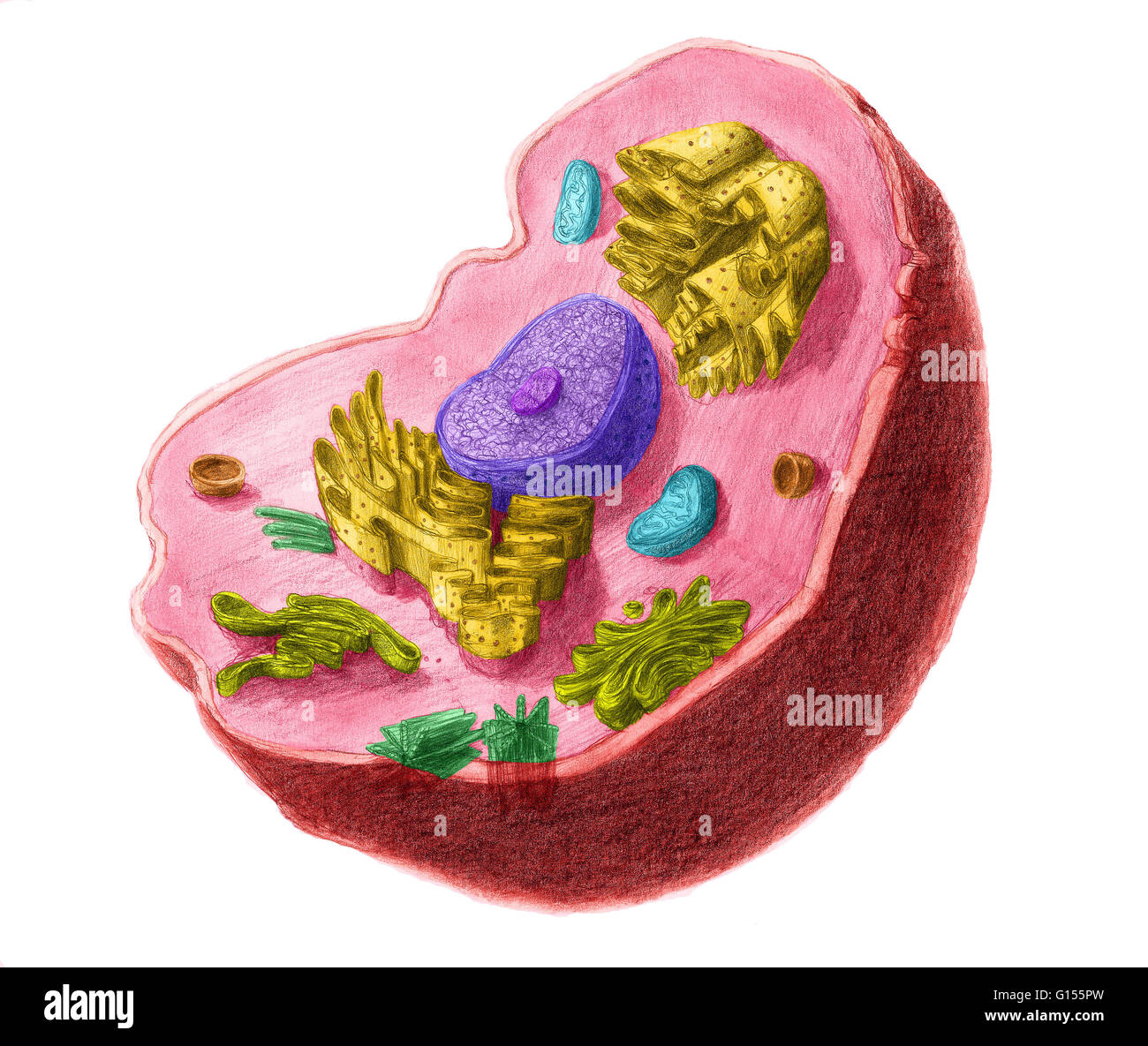 Color enhanced illustartion of an animal cell. The cell has a nucleus in its center, that contains chromatine constituted of DNA, and nucleole, composed of RNA and proteins. Around the nucleus, we find the endoplasmic reticulum, then the Golgi's apparatus Stock Photo