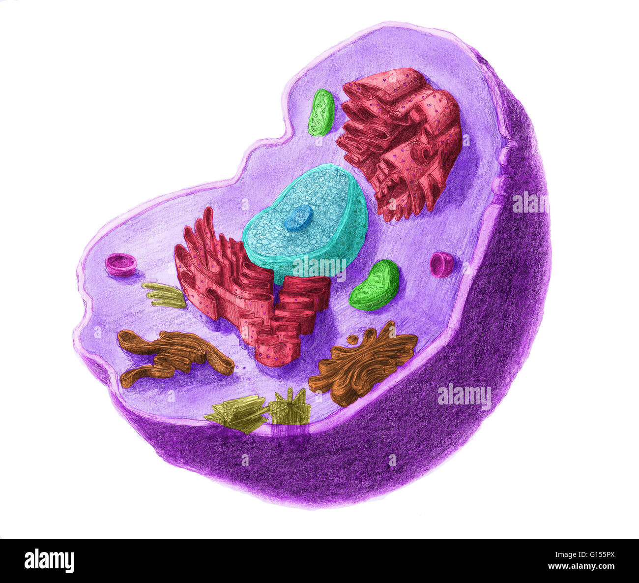 Color enhanced illustartion of an animal cell. The cell has a nucleus in its center, that contains chromatine constituted of DNA, and nucleole, composed of RNA and proteins. Around the nucleus, we find the endoplasmic reticulum, then the Golgi's apparatus Stock Photo