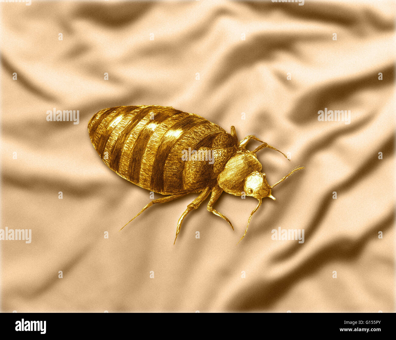 Bed bugs color hires stock photography and images Alamy