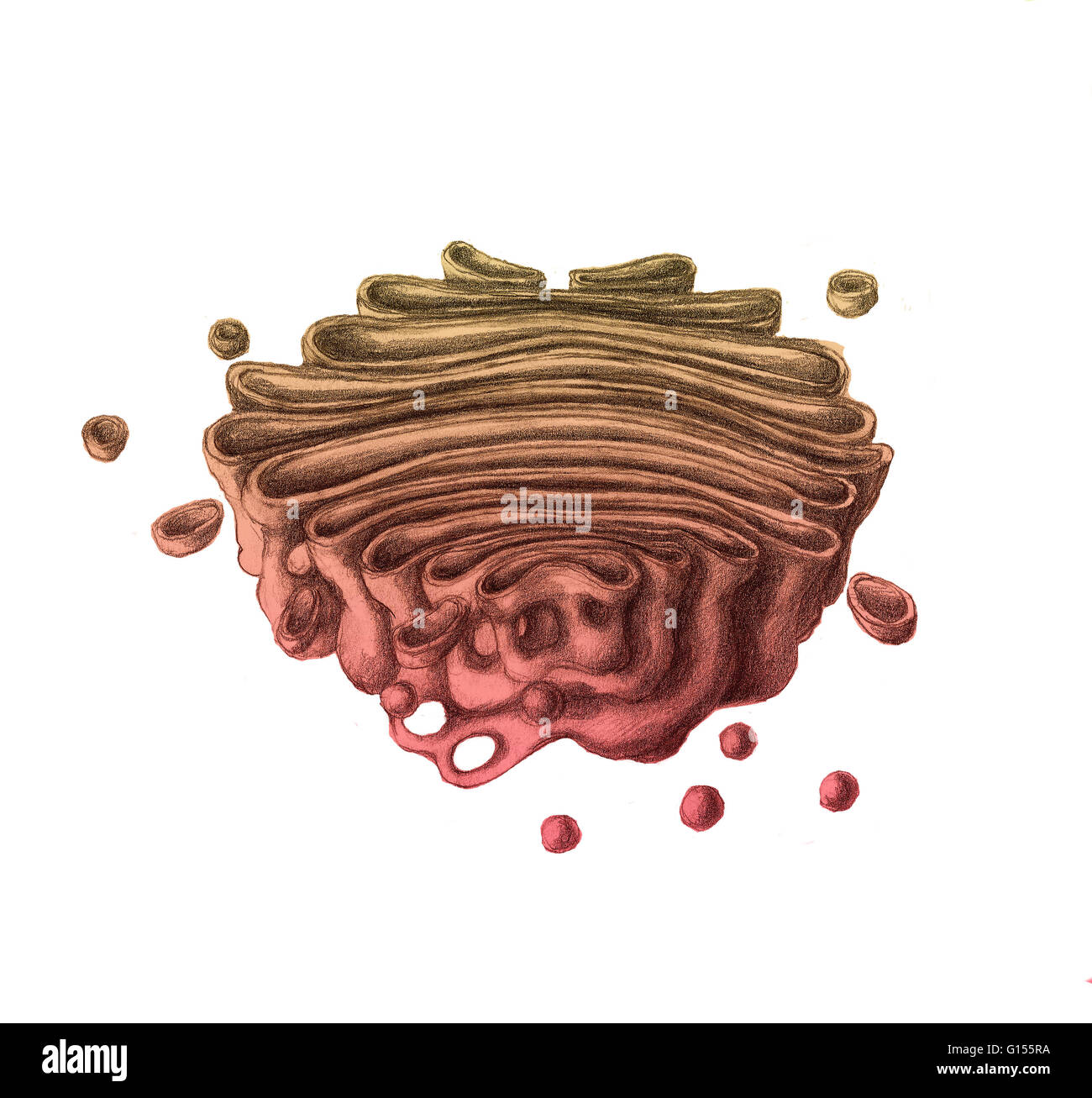 Illustration of a Golgi Apparatus, or Golgi Body or the Golgi Complex, an organelle found in most eukaryotic cells.  It is named after the Italian physician Camillo Golgi who identified it in 1897.  It processes and packages proteins and lipids before the Stock Photo