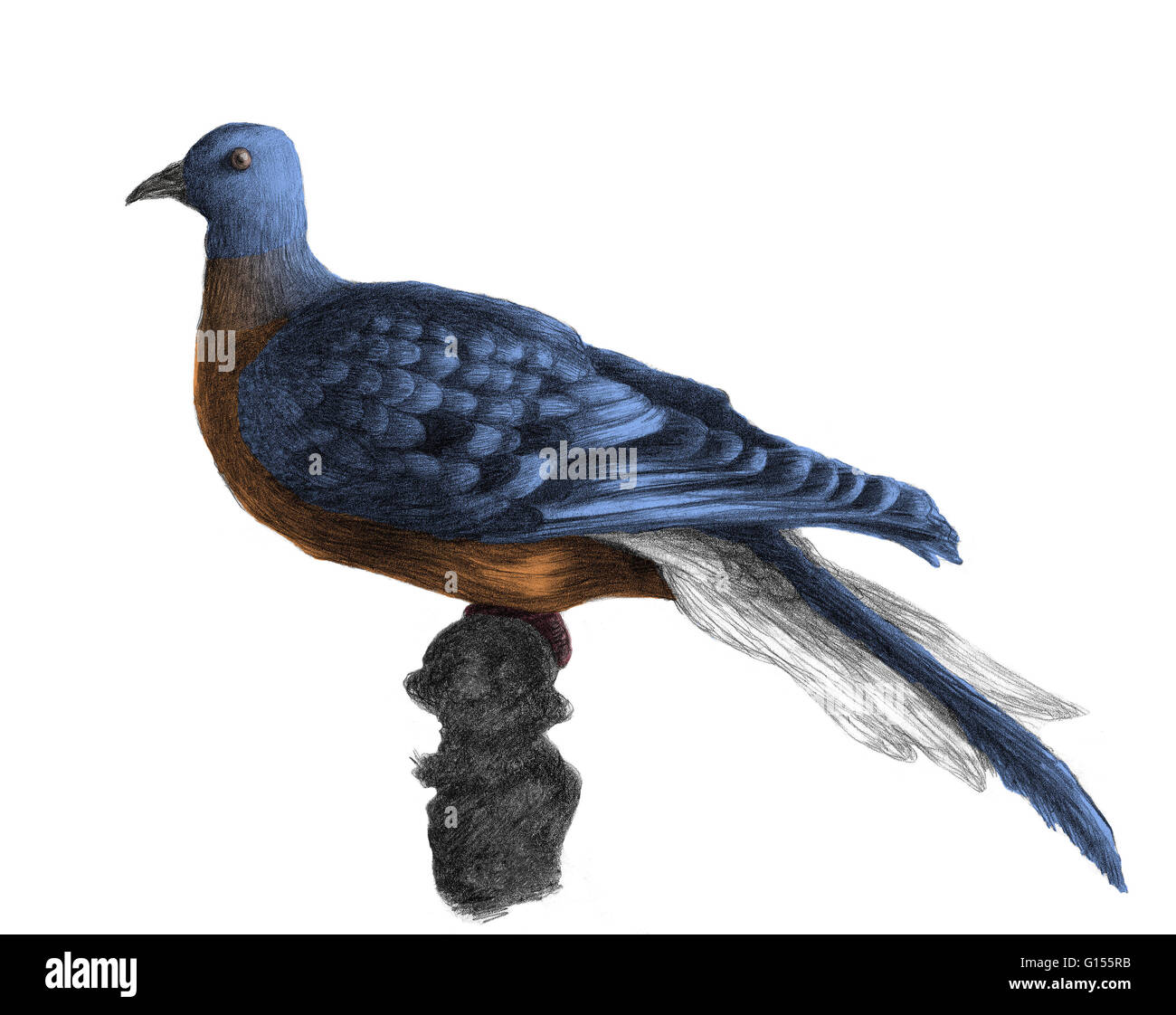 Illustration of the extinct Passenger Pigeon, Ectopistes migratorius, once the most abundant bird in North America. By the early 20th century it was extinct due to European encroachment on their territory and overhunting for use as cheap food for slaves. Stock Photo