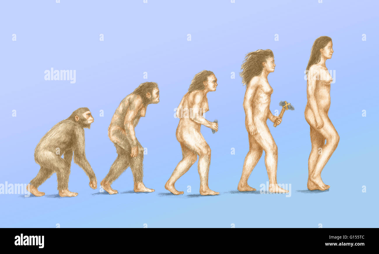 humans evolve