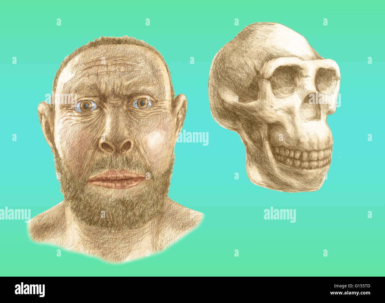 Homo erectus skull and facial reconstruction.  Homo erectus was the most widespread of the hominids (with the exception of modern humans), and lived between 1.6 and 0.3 million years ago. Stock Photo