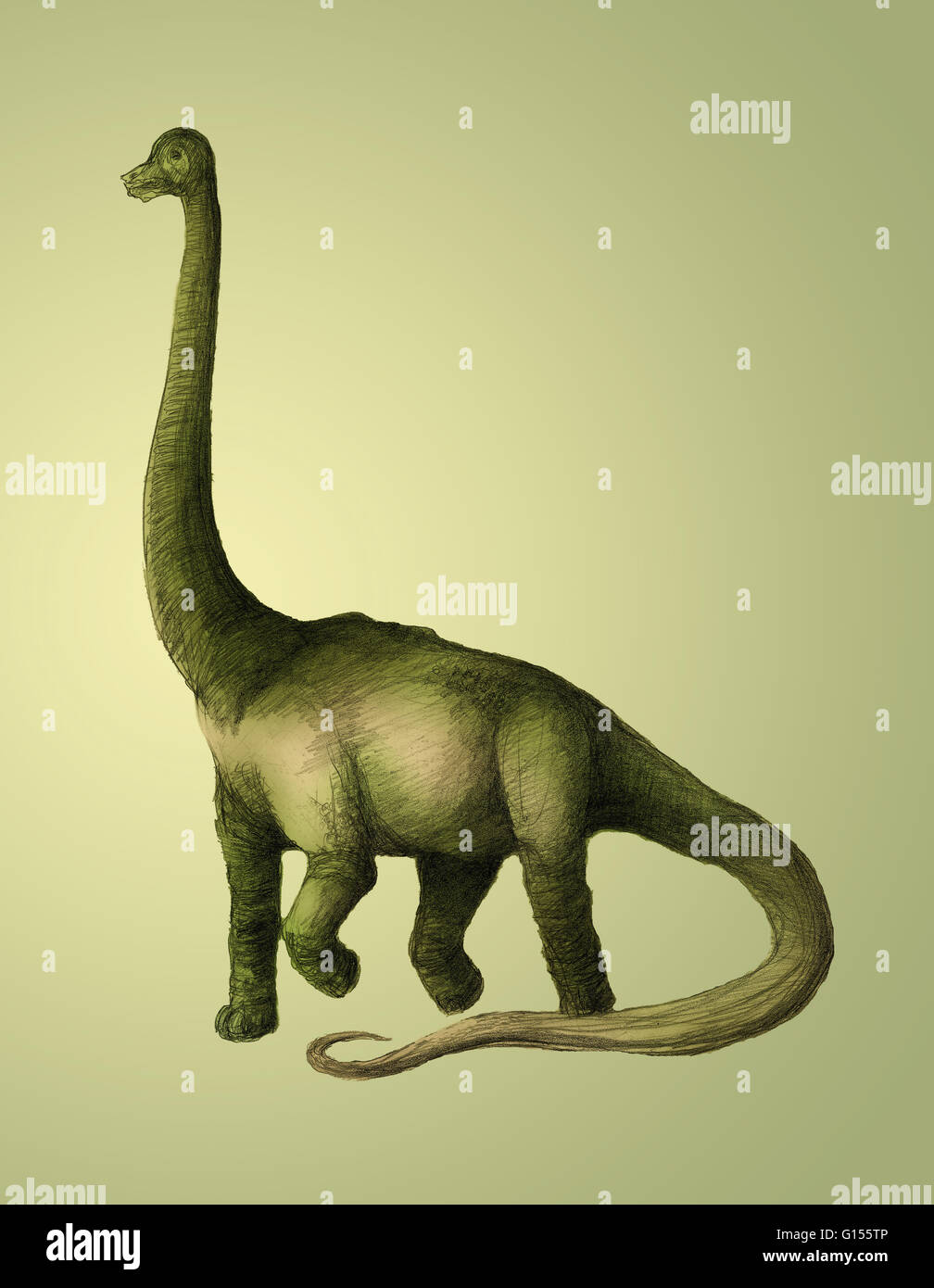 Brachiosaurus dinosaur, artwork. Brachiosaurus was the tallest dinosaur, standing up to 16 meters tall. Unusually for a dinosaur, its front legs were longer than its hind legs. It is thought that it fed on the high leaves of trees, as giraffes do today. F Stock Photo