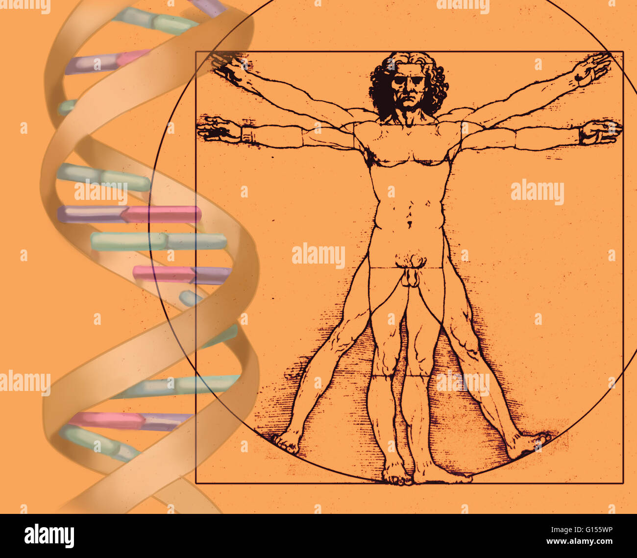 Image combining Leonardo da Vinci's iconic Vitruvian Man drawing with an illustration of DNA. Stock Photo