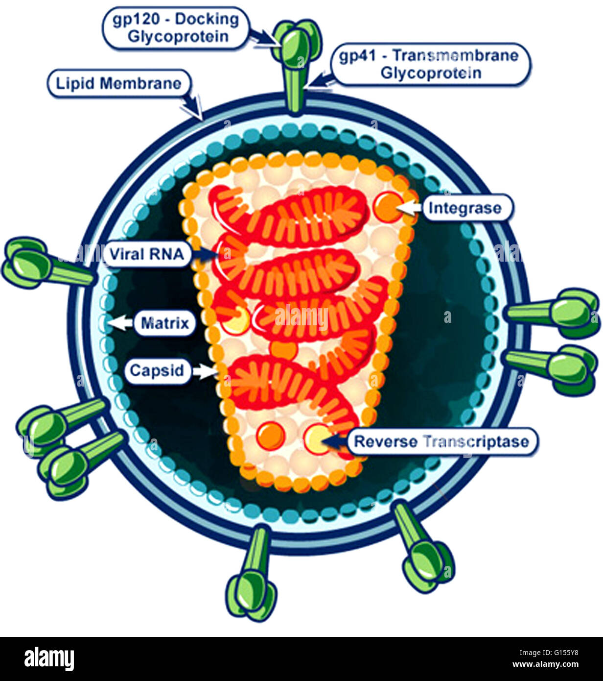 An illustrative diagram of a single, infective viral particle of HIV virus. Human immunodeficiency virus (HIV) is a lentivirus (a member of the retrovirus family) that causes acquired immunodeficiency syndrome (AIDS), a condition in humans in which progre Stock Photo