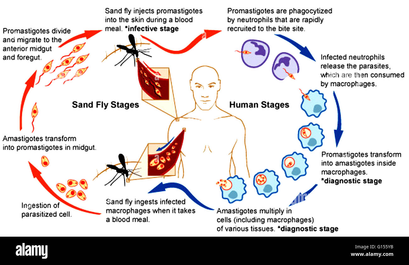 An illustration showing the sand fly and human stages of leishmaniasis. Leishmaniasis is a disease caused by protozoan parasites that belong to the genus Leishmania and is transmitted by the bite of certain species of sand fly (subfamily Phlebotominae). M Stock Photo