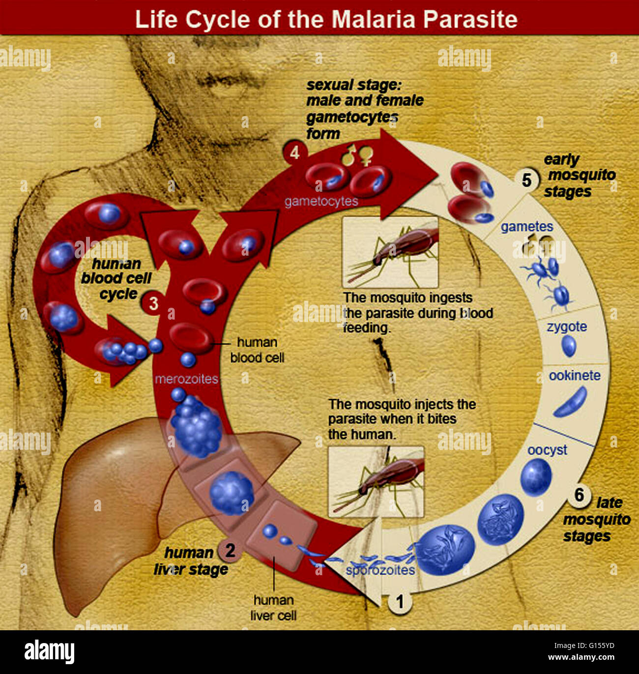 An illustration of the life cycle of the malaria parasite. Malaria is a mosquito-borne infectious disease of humans and other animals caused by protists of the genus Plasmodium. The protists first infect the liver, then act as parasites within red blood c Stock Photo