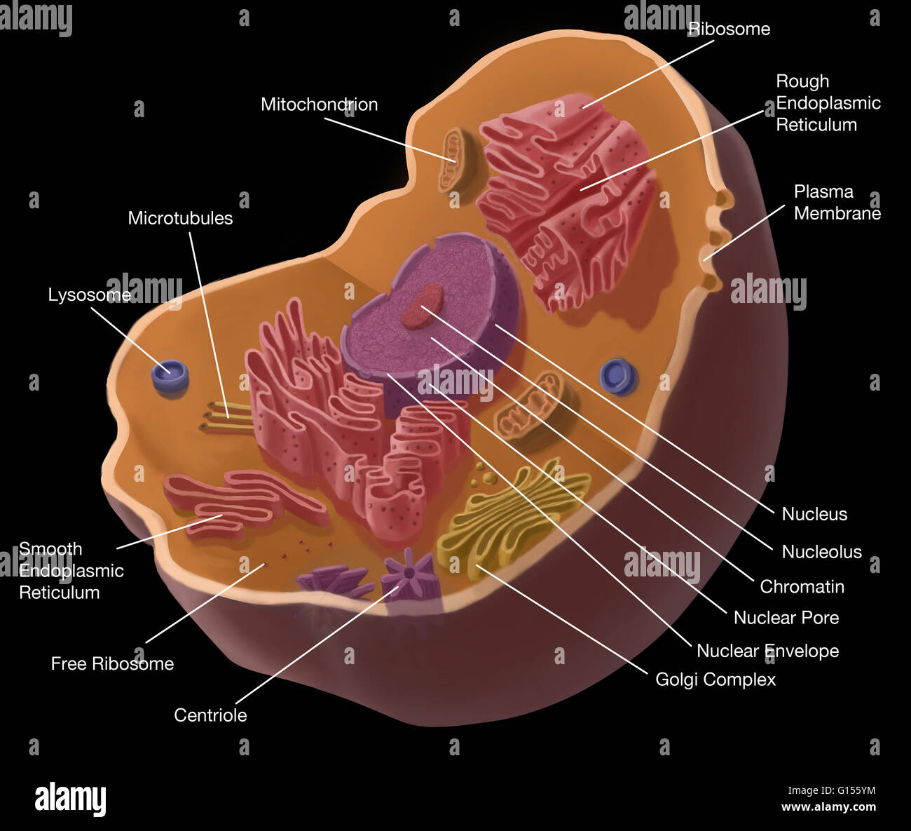 Illustration of animal cell. The cell has a nucleus in its center, that contains chromatin constituted of DNA, and nucleole, composed of RNA and proteins. Around the nucleus, we find the endoplasmic reticulum, then the Golgi's apparatus, mitochondria, cen Stock Photo