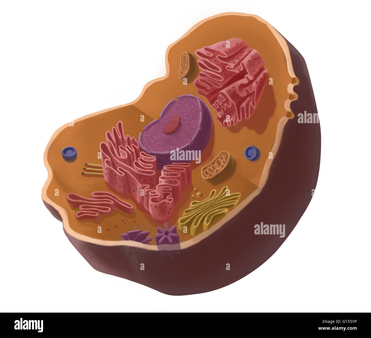 Illustration of animal cell. The cell has a nucleus in its center, that contains chromatin constituted of DNA, and nucleole, composed of RNA and proteins. Around the nucleus, we find the endoplasmic reticulum, then the Golgi's apparatus, mitochondria, cen Stock Photo